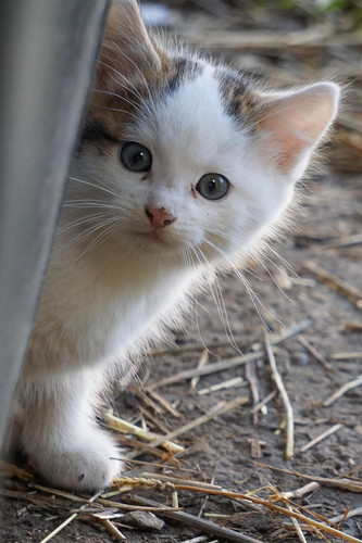 cat 1770122156 6704558.jpg