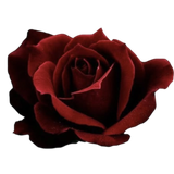 IMG 20260204 175722.png