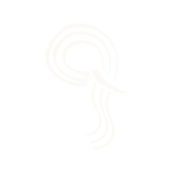 Icon Light Transparent.png