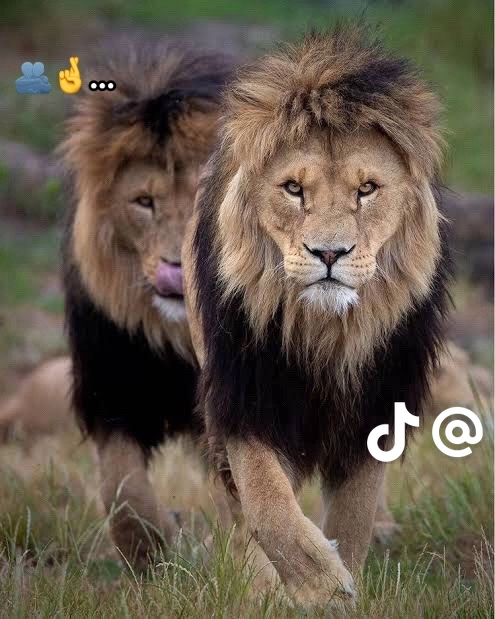 temp image A0189B9C 59B4 45F9 8AD5 0F19BCA89820.webp