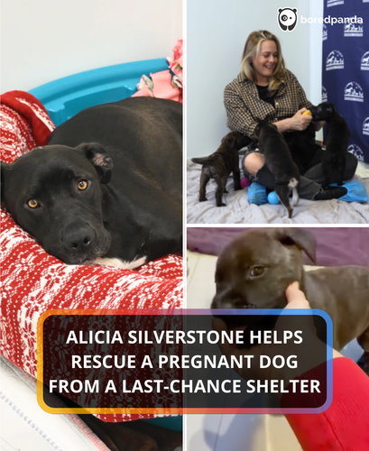 4. Silverstone saves pregnant dog.png