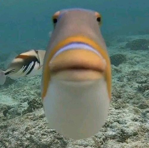 file.jpg