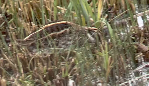 fQ7pzN3A8IlWpP P.jpg