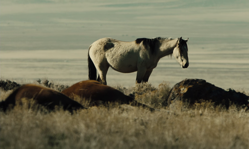 vlcsnap 2026 02 03 19h39m04s859.png