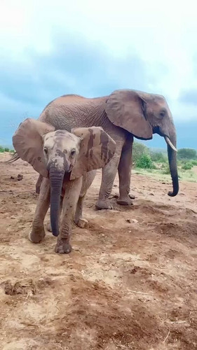 xd6q 5rj1SibYVz0.jpg