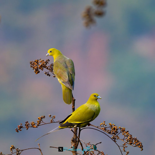 G trJAFbAAEofMf?format=jpg.jpg