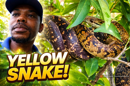 gptimg 1770171095544.png