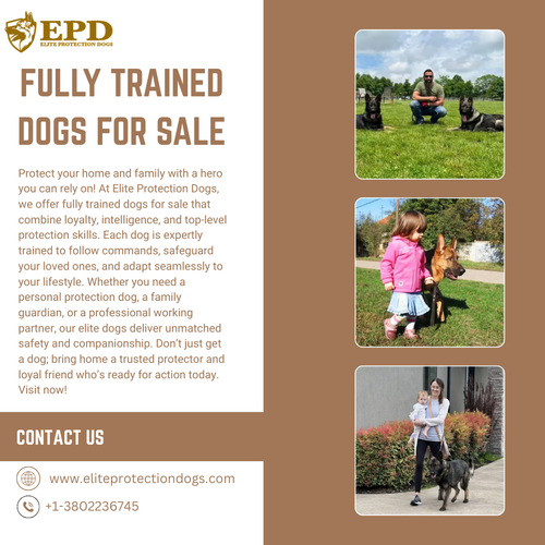 Fully trained dogs for sale (1).png