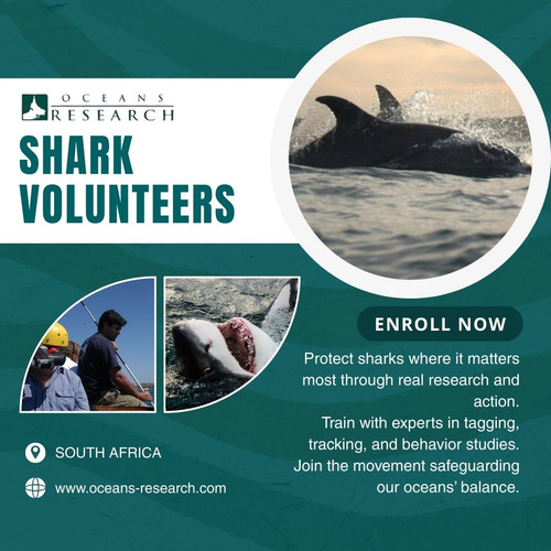 Shark Volunteers.jpg