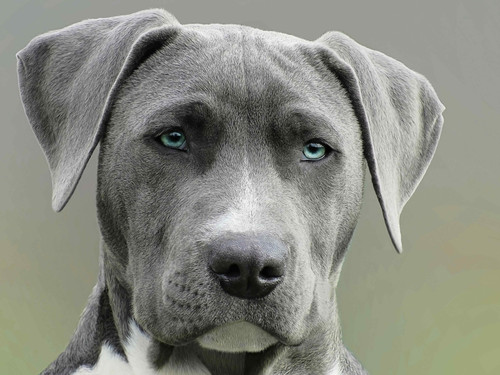Portrait of Blue Pitbull.jpg