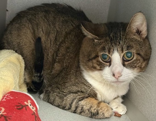 HASKNPSbkAAs F8?format=png.png