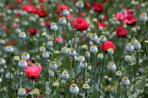 sjPho1SszAi7vs2hb1lc5w 2zUrq87BoC9JhNZ22vsggHI3jFGpbB9FxAcfhl5Avsad5 kkEVikxTQlUF4Usi 9nysUwMpj5nQuU.jpg