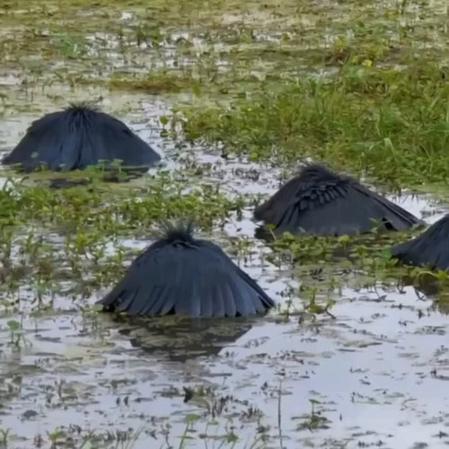 VAozMWI3FoBp9 ZZ.jpg