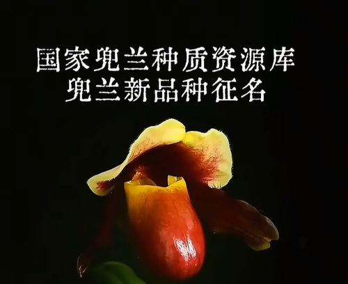 IMG 20260204 151236.png