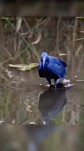  4bMH6 N3czPLs2H.jpg