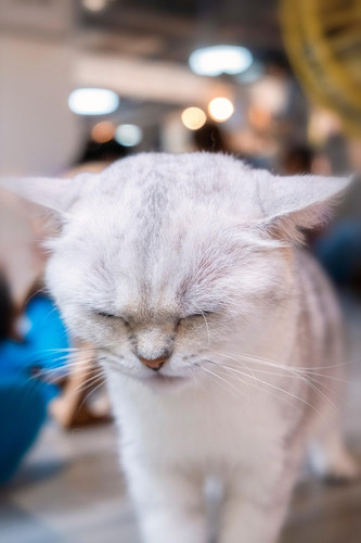 cat 1770144130 6946773.jpg