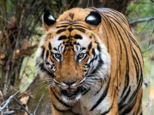 IMG 20260204 113515.jpg