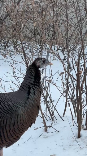 r2Hn82 x7KTr1g82.jpg