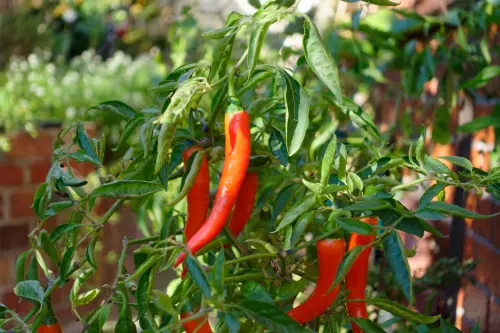 DSC00009 1920 DxO.webp