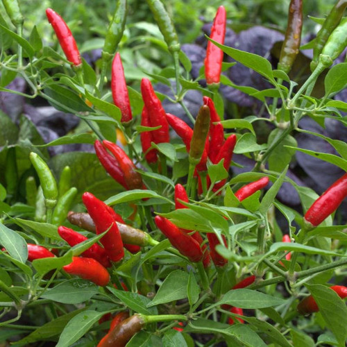 birds eye chili pepper 85 days vegetables pinetree garden seeds 960.jpg