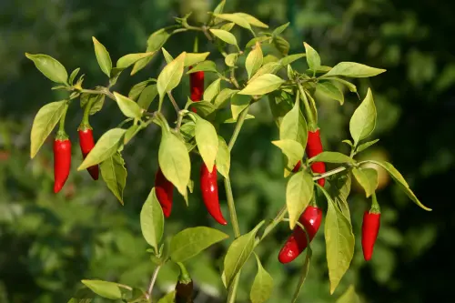 cultivar Thai chili peppers fruits.webp