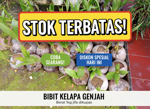 DICARI-CARI !! Penjual Tanaman Kelapa Pendek Entok Unggul 100% F1.png