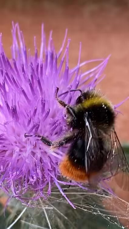 6P Zwelj2ObK6inJ.jpg