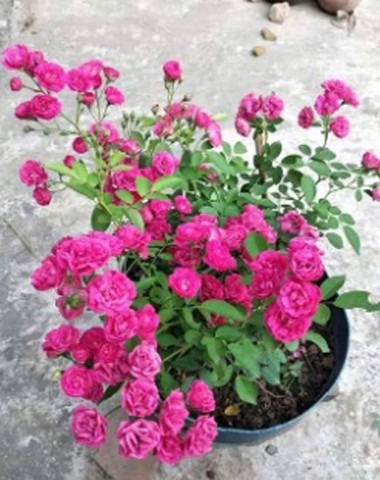 annual no no pink button rose pl.jpg