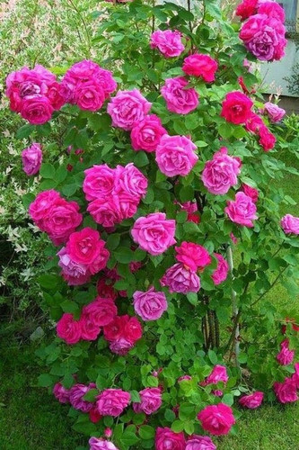 no perennial yes pink rose flowe.jpg