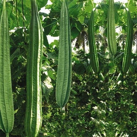 500 ridge gourd seeds jkfarm ori.jpg