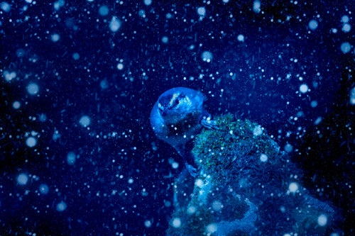 winter season and animals falling snow blue natu 2026 01 09 14 14 33 utc.jpg