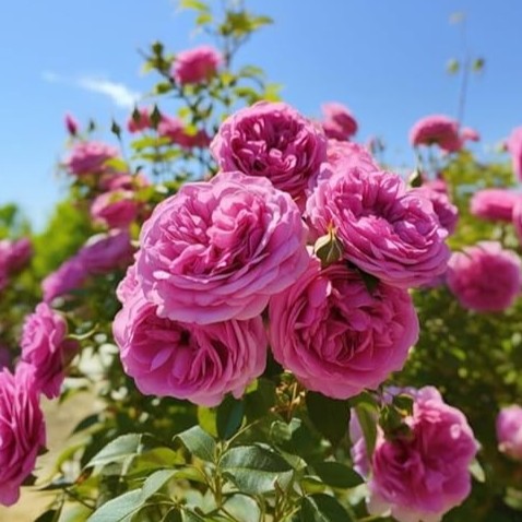 61qzjzgfPVL. SX679 .jpg