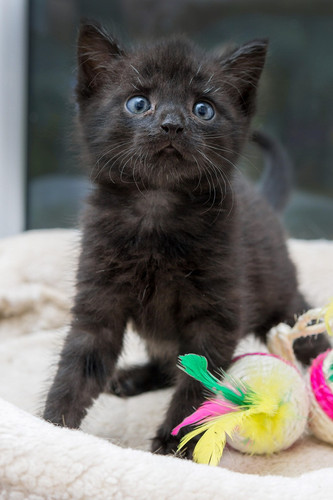 cat 1770157207 7453513.jpg