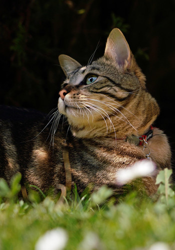 cat 1770157207 7093638.jpg