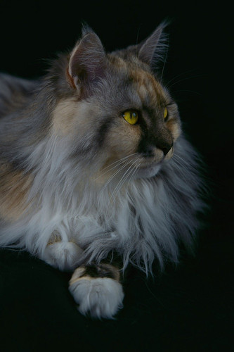 cat 1770157209 9470966.jpg