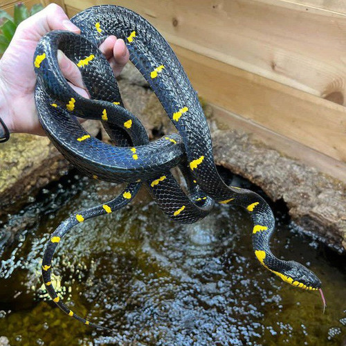 ExoticPetsForSale1.jpg