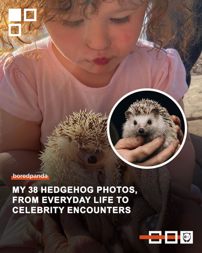 people meeting hedgehogs.jpg