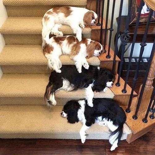 CavalierkingCharlesSpanielRescue.jpg