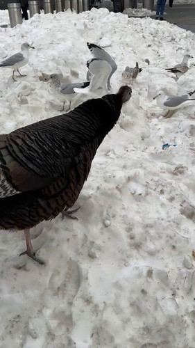 a 8xBq96eJDdiioG.jpg