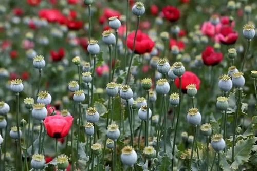 tw5y3cJ91 xIn7igaUSxP0Med0 fwiRGxgLAC0t4X 8StIct11uCQSJT1GS5M tg6JoRr2juVDJwWGW8xxQd1c1KI67Dk5k MQak.jpg