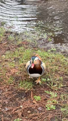 eDFTkDo rLLc2 aU.jpg