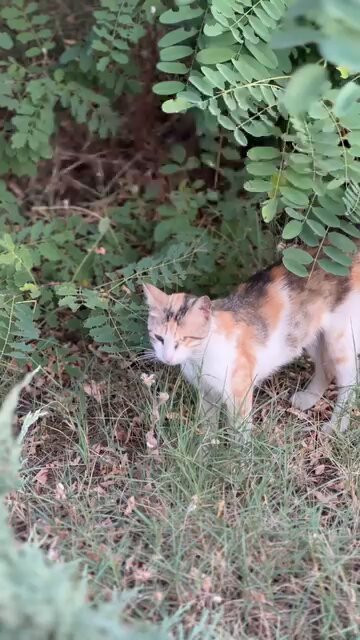 X1DOAjCdlq7QKN E.jpg