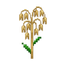 aveia.png