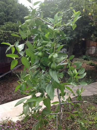 Jujube Tree with unripe fruit .jpg