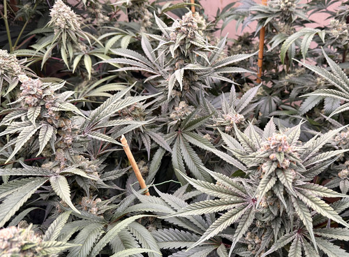 0E633E79 D044 43A4 B43A 7C58440AE8D7.jpg