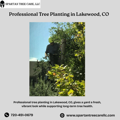 Professional Tree Planting in Lakewood, CO.jpg
