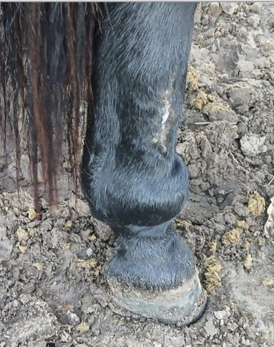 HAP QgSWYAE1bRP?format=jpg.jpg