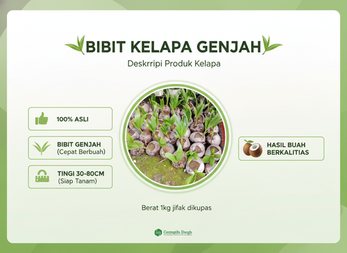 TERBAIK !! Penjual Tanaman Kelapa Pendek 100% F1.png