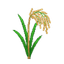 arroz.png