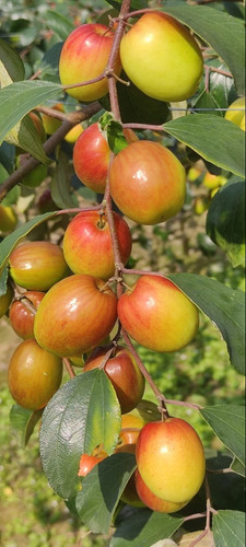 custard apple tree.jpg